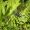 Insects