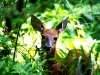 Young Fawn