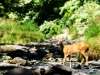 Deer Crossing a Stream