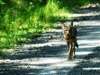 Coyote