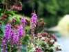 Late summer wildflowers in the Gorge.